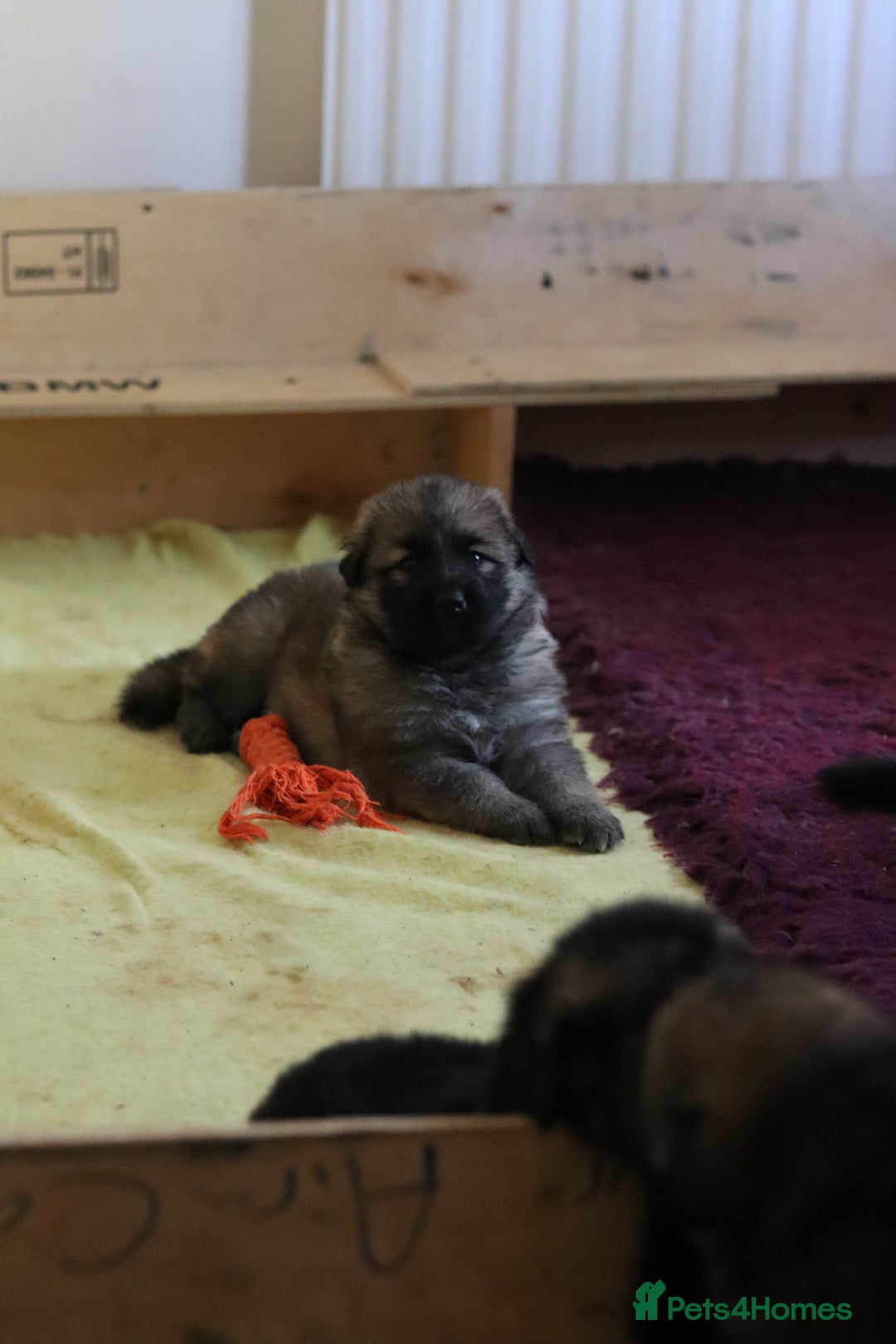 German Shepherd dogs for sale: Adorable GSD pups, straight back line, KC reg - Image 11