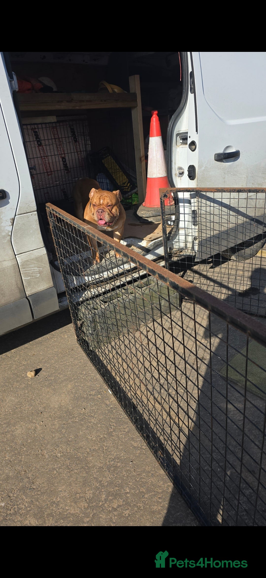 English Bulldog dogs for sale: English bulldog beautiful  - Image 2