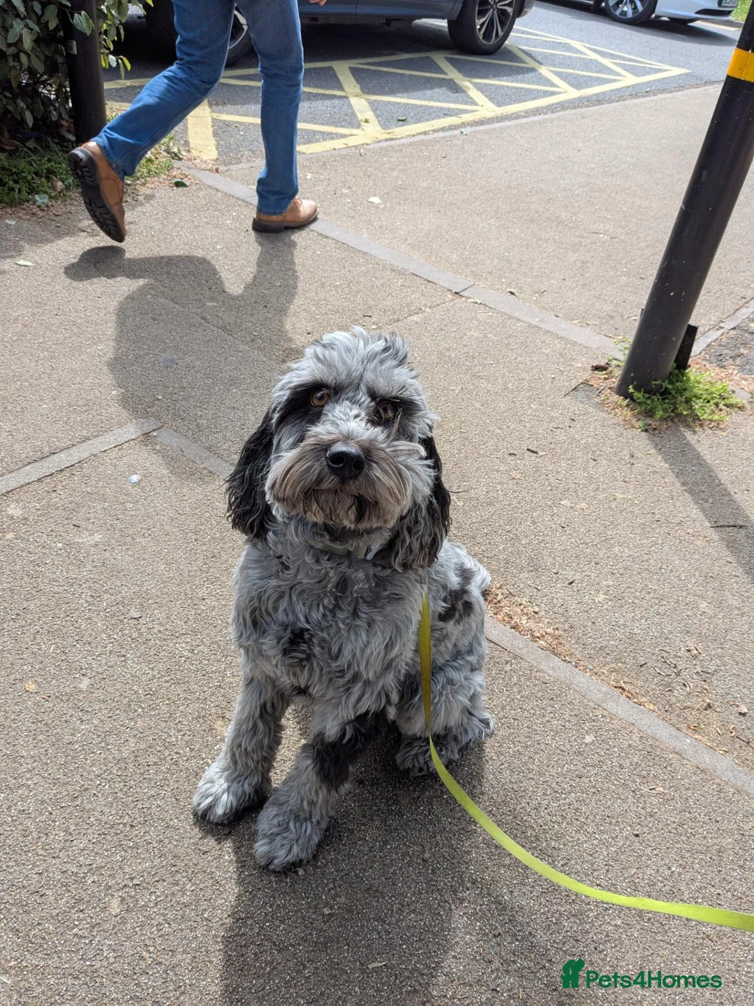 Cockapoo dogs for sale: Merlin in Hinckley - Advert 1