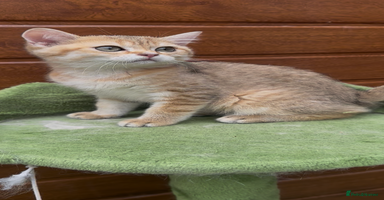 British Shorthair cats in Hayes - Advert 5