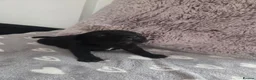 Cane Corso dogs for sale: Pure Bred Cane Corso Pups - Advert 13