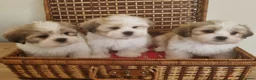 Lhasa Apso dogs for sale: KC registered Lhasa Apso Puppies 3 available  - Advert 3