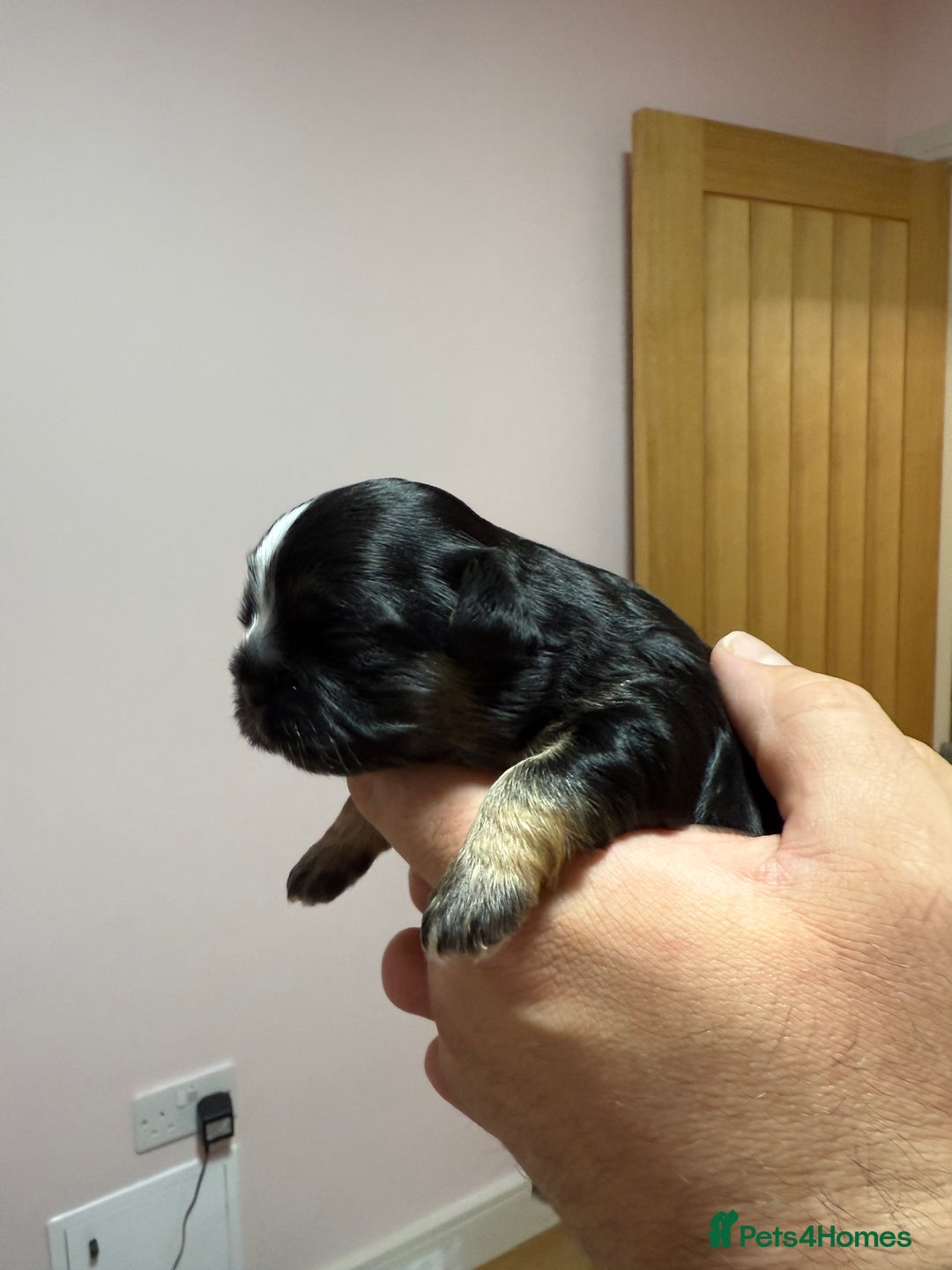 Shih Tzu dogs for sale: 💙 Gorgeous Imperial Shih Tzu Boys 💙 - Image 6