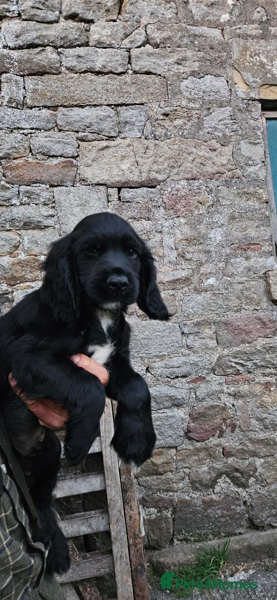 Sprocker dogs Working Sprocker pups  - Advert 1