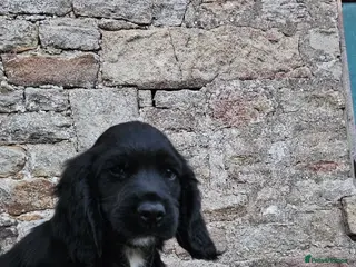 Sprocker dogs Working Sprocker pups - Advert 1