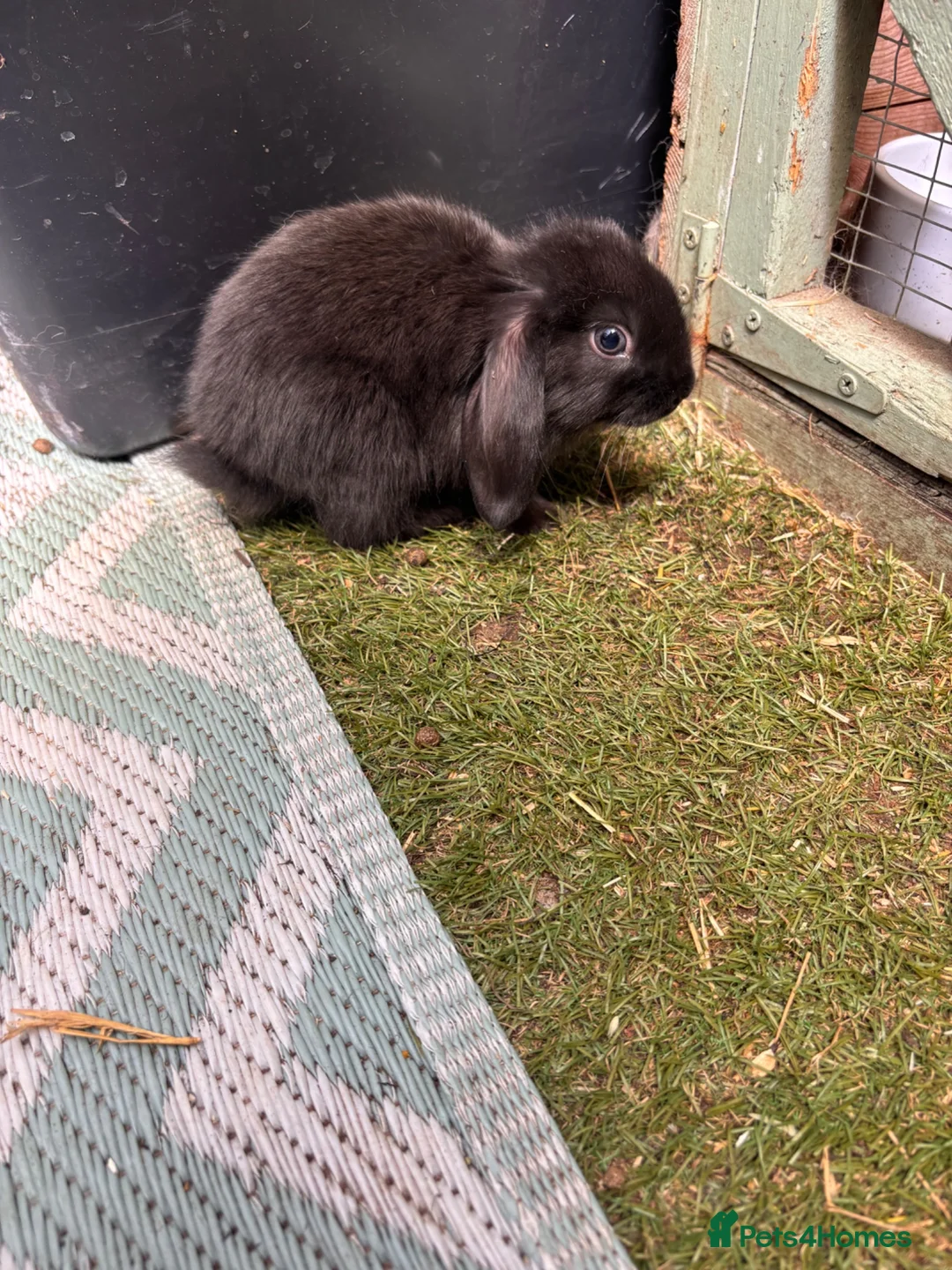 Mini Lop rabbits for sale: Mini lops ready now  - Advert 2