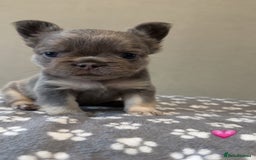 French Bulldog dogs for sale: *FLUFFY FRENCHIE’S* - Image 3