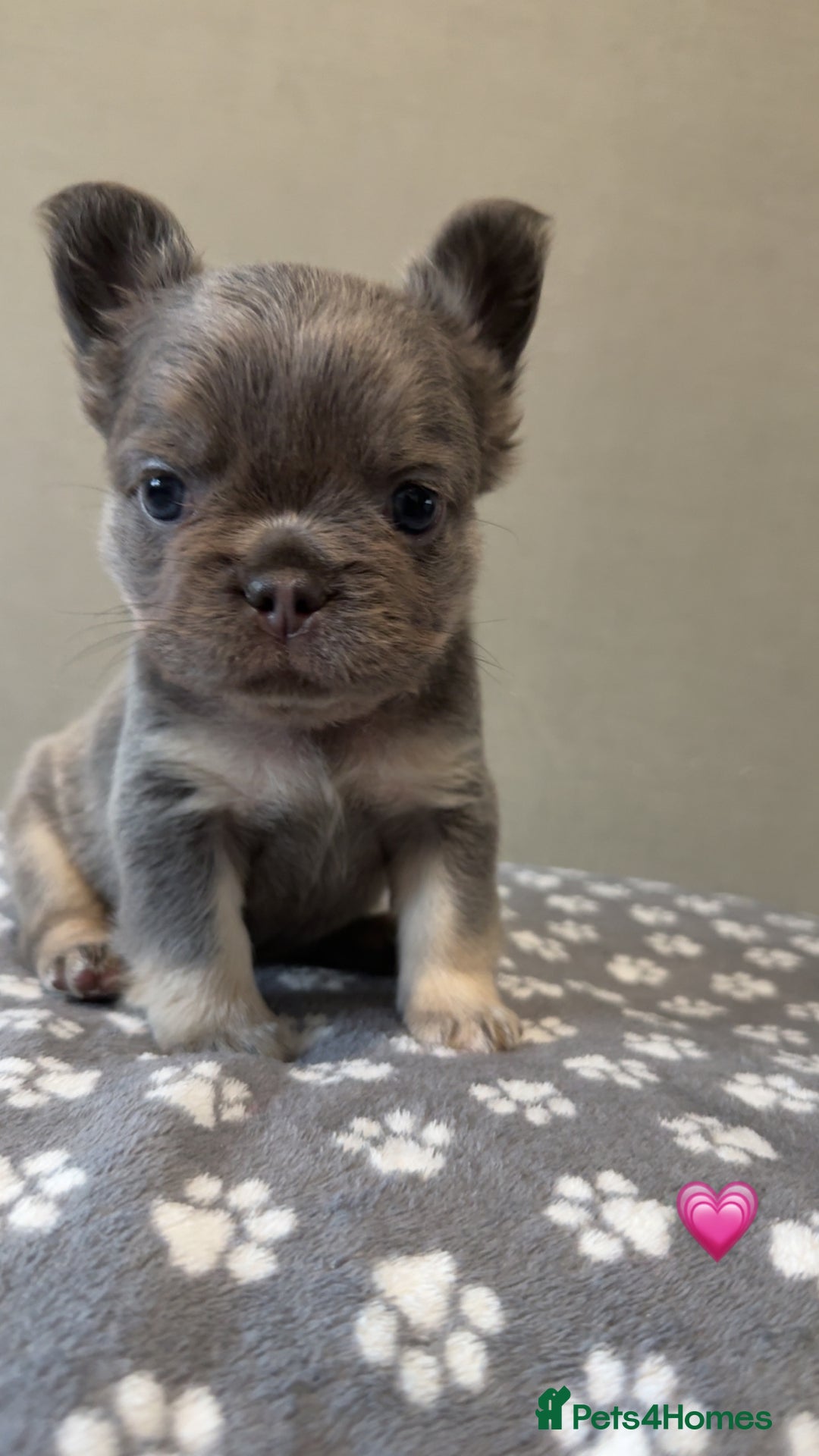French Bulldog dogs for sale: *FLUFFY FRENCHIE’S* - Image 3