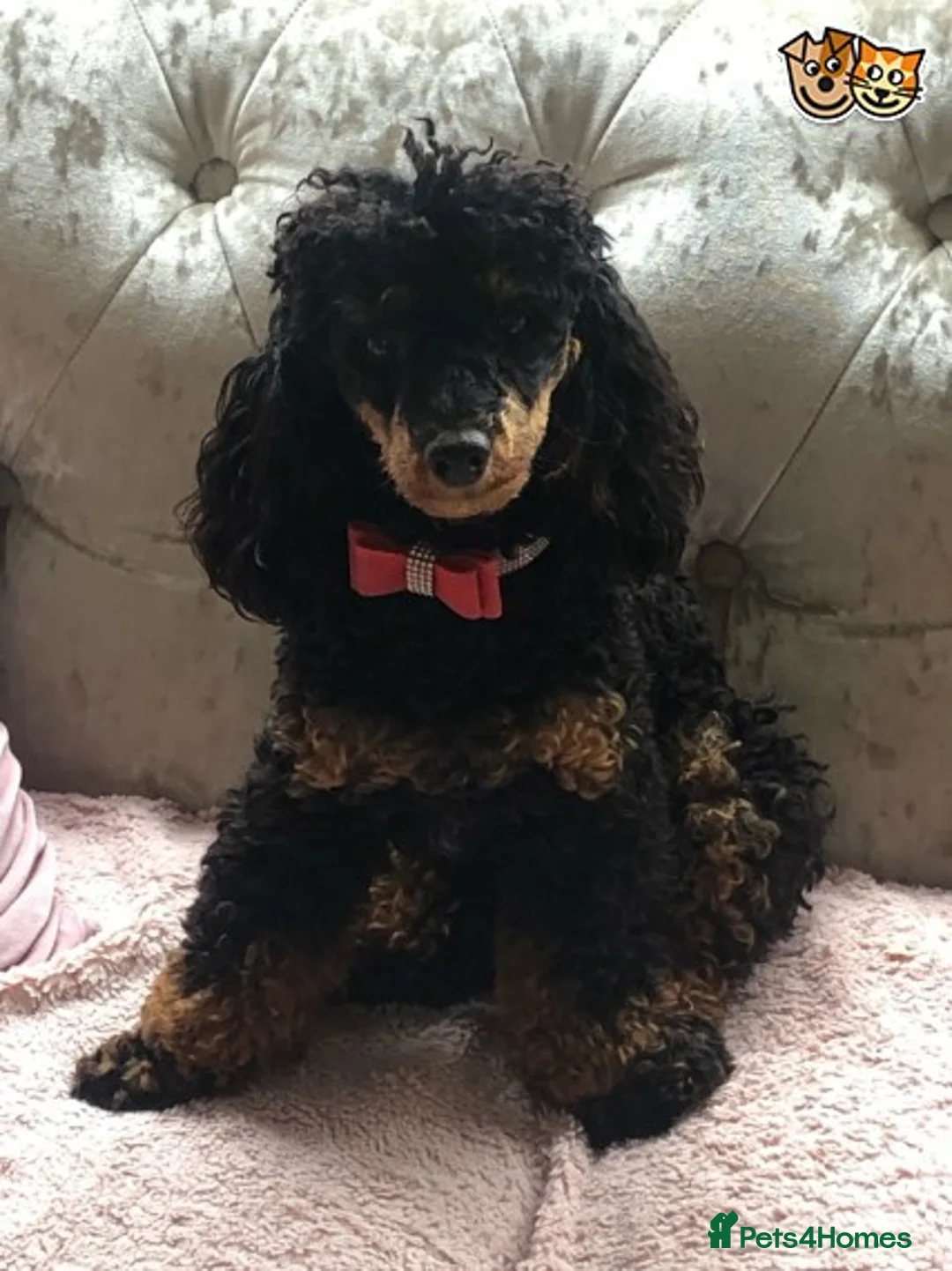 Toy Poodle dogs for stud: KC Phantom Stud Extensively DNA Tested in Chislehurst - Advert 2