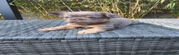 French Bulldog dogs for sale: 4 Stunning Full Fluffy Frenchie Pups - Advert 20