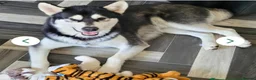 Alaskan Malamute dogs for sale: Purebred Alaskan Malamute litter due - Advert 5