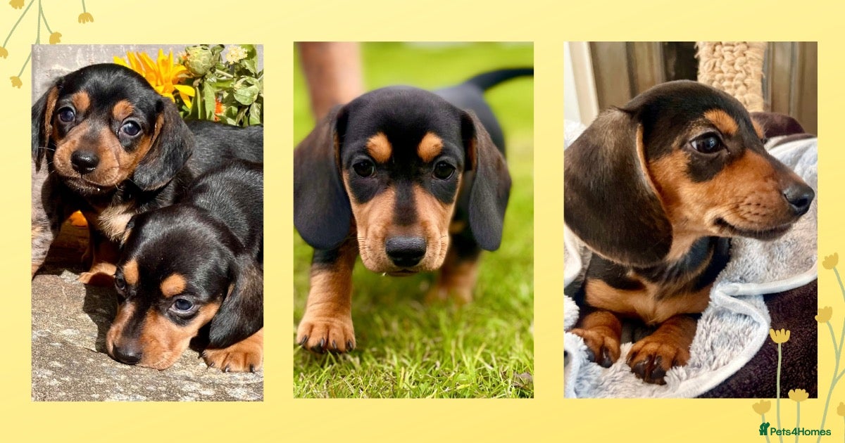 Miniature Dachshund dogs 💕 Ready Now and Reduced! Lovely Mini Doxies - Advert 10