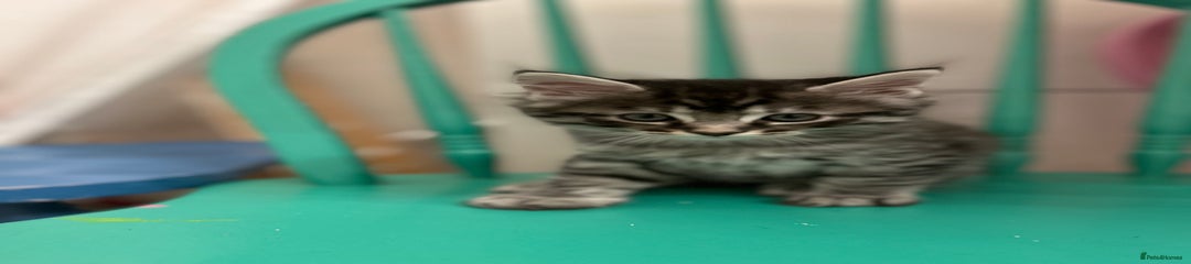 Maine Coon Kitten 2