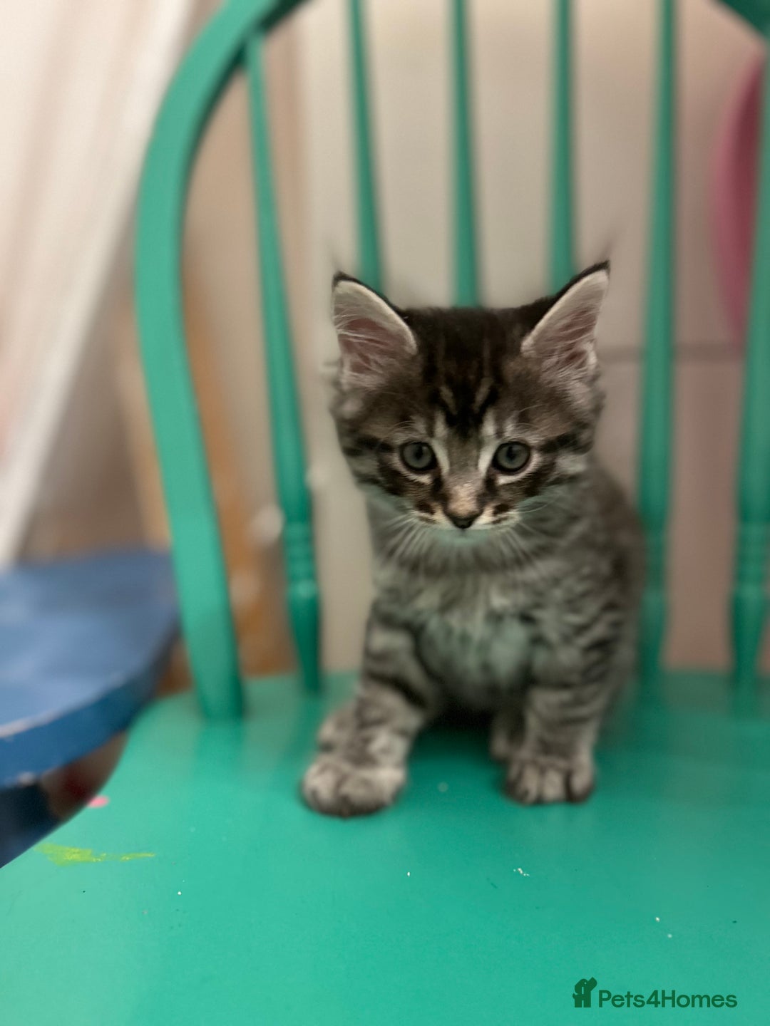 Maine Coon cats for sale: Ragcoon polydactyl kittens - Image 30