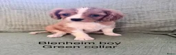 Cavalier King Charles Spaniel dogs for sale: Cavalier King Charles Spaniels - Advert 18