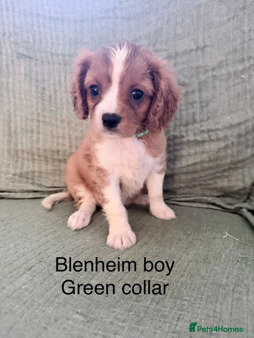 Cavalier King Charles Spaniel dogs for sale: Cavalier King Charles Spaniels - Advert 18