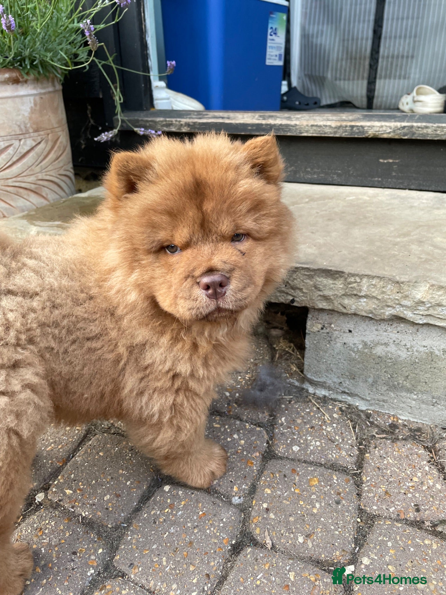 Chow Chow dogs Heart Breaker 💔 - Advert 1