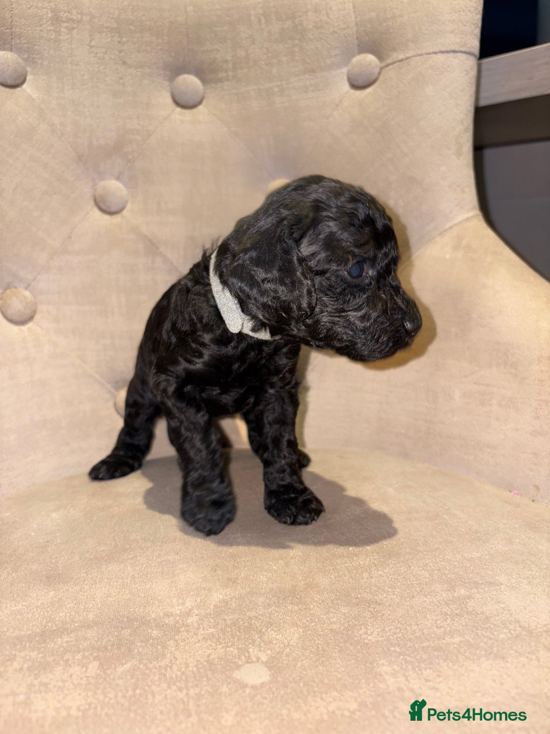 Cockapoo dogs for sale: Beautiful litter of Cockapoo pups - Advert 13