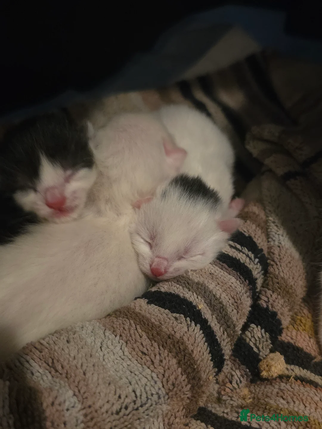 Khao Manee cats for sale: 3 kittens in Hemel Hempstead - Advert 2