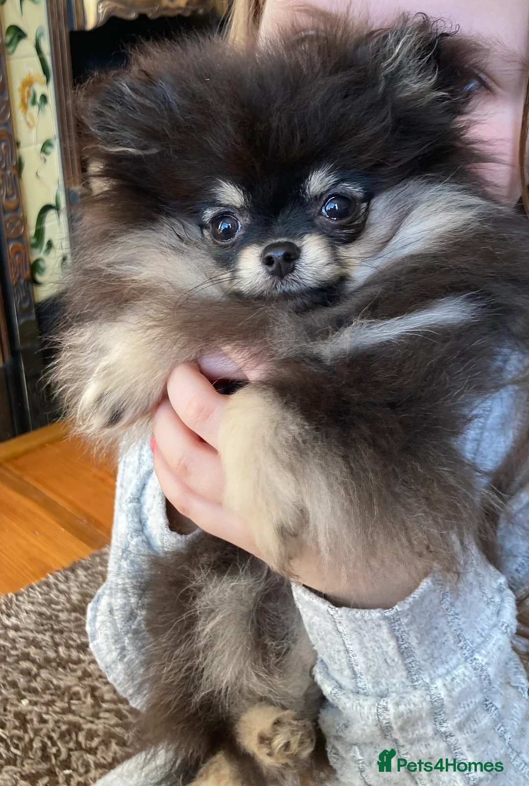 Pomeranian dogs for stud: Stunning, Proven KC reg Pomeranian Stud  in Stockton-on-Tees - Advert 8