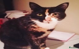 Mixed Breed cats for sale: Two sisters in need of new home  - Image 4