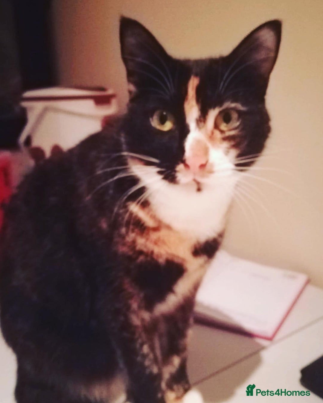 Mixed Breed cats for sale: Two sisters in need of new home  - Image 4