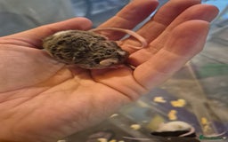 Mouse rodents for sale: Fancy mice for sale - Image 5