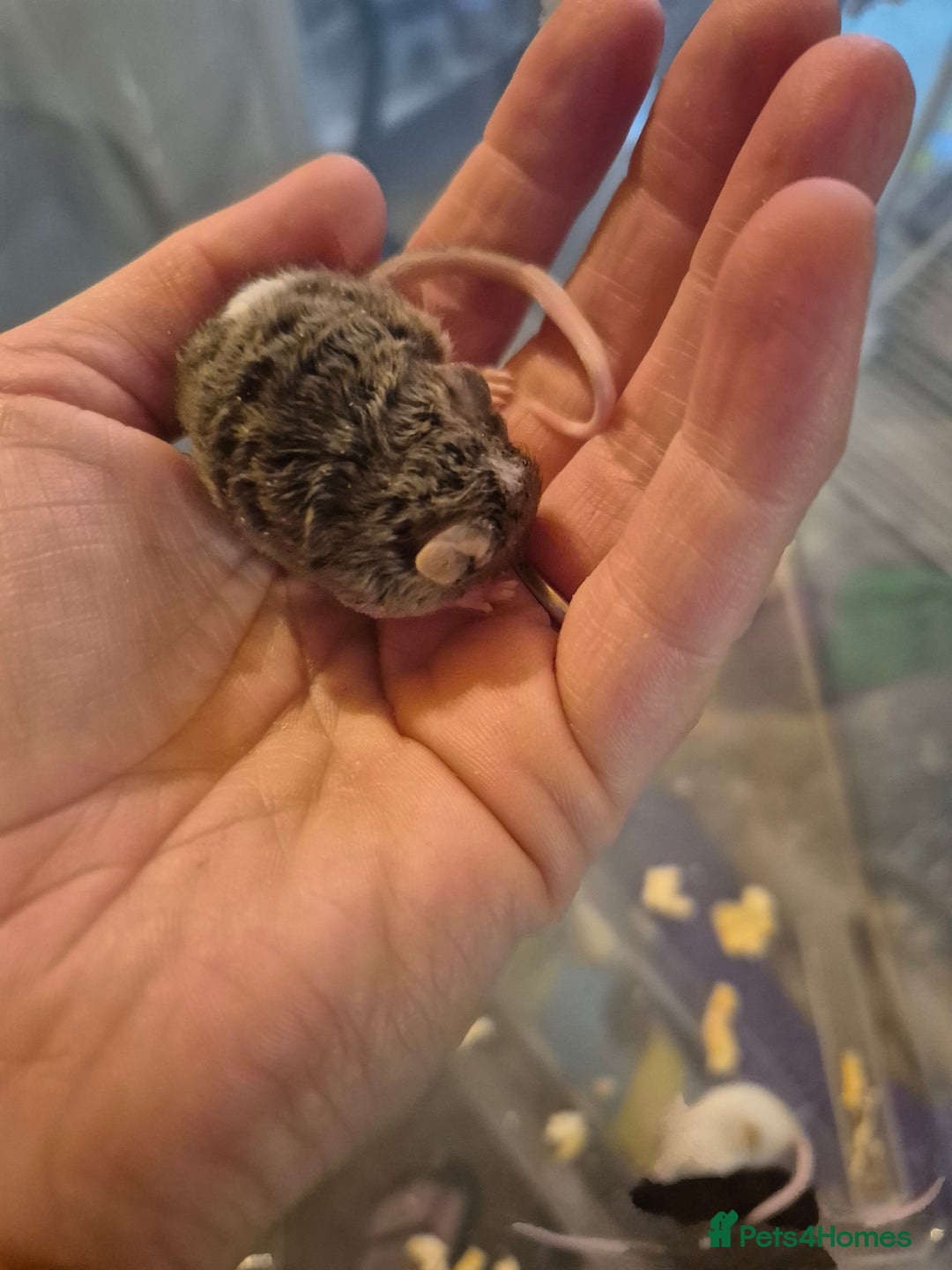 Mouse rodents for sale: Fancy mice for sale - Image 5