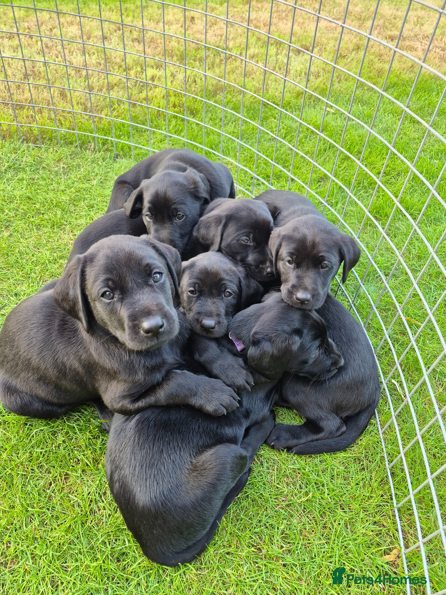 Labrador Retriever dogs for sale: KC Reg Black Labrador Pups, FT Ch Bred - Advert 11