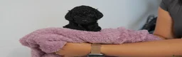 Cavapoo dogs for sale: Cute Cavapoo Puppies Looking for Forever Homes - Advert 19