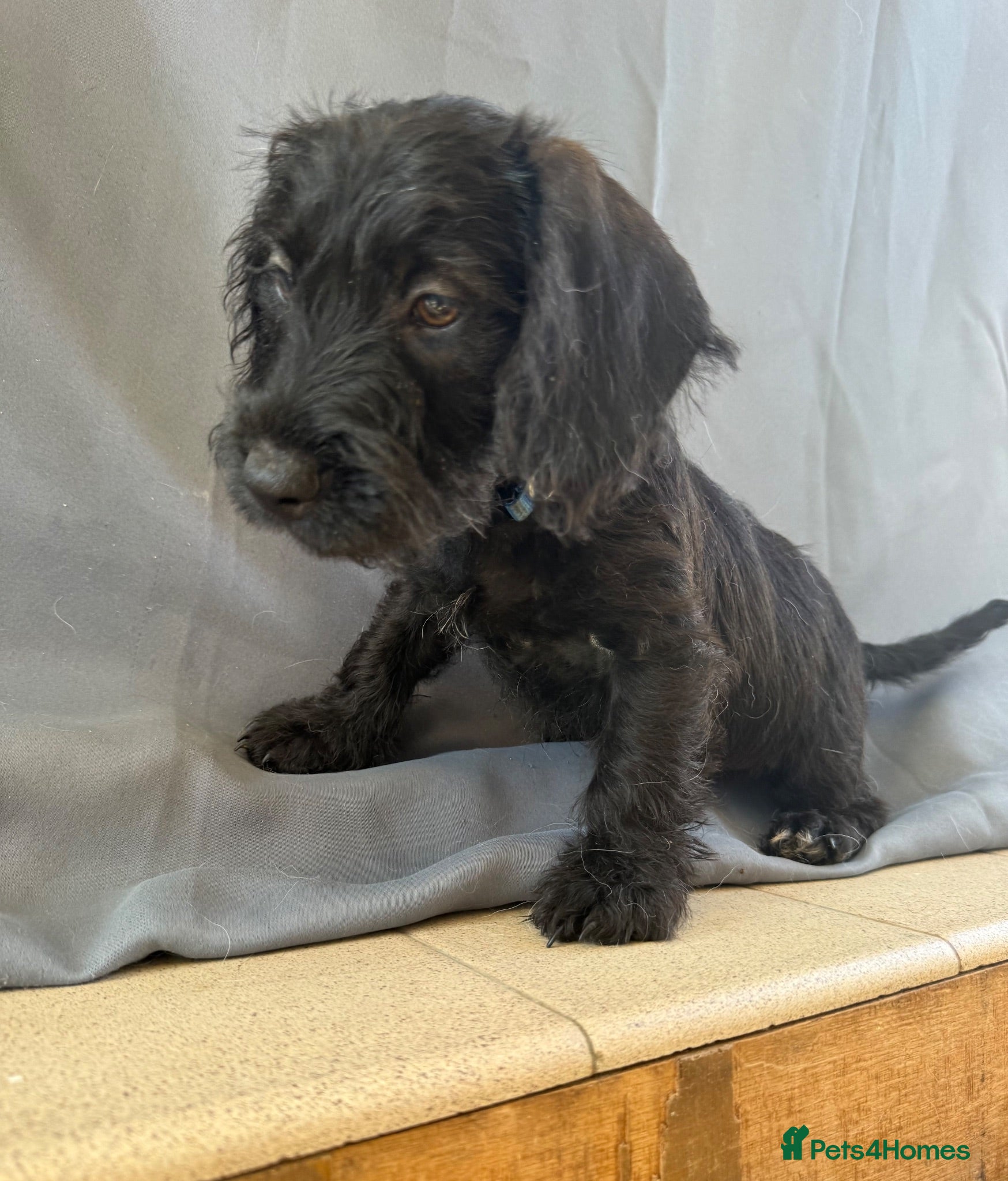 Jackshund dogs 🏡🐾❤️ 1 BOY LEFT & READY TO LEAVE NOW ❤️🐾🏡 - Advert 2