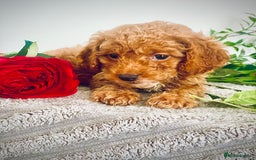 Cavapoo dogs for sale: 🐶 Beautiful F1B Cavapoo Puppies for Sale 🐶 - Image 12