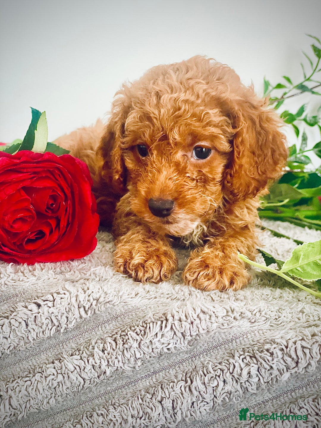 Cavapoo dogs for sale: 🐶 Beautiful F1B Cavapoo Puppies for Sale 🐶 - Image 12