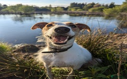 Lurcher dogs for stud: Lurcher for stud in Durham - Image 7