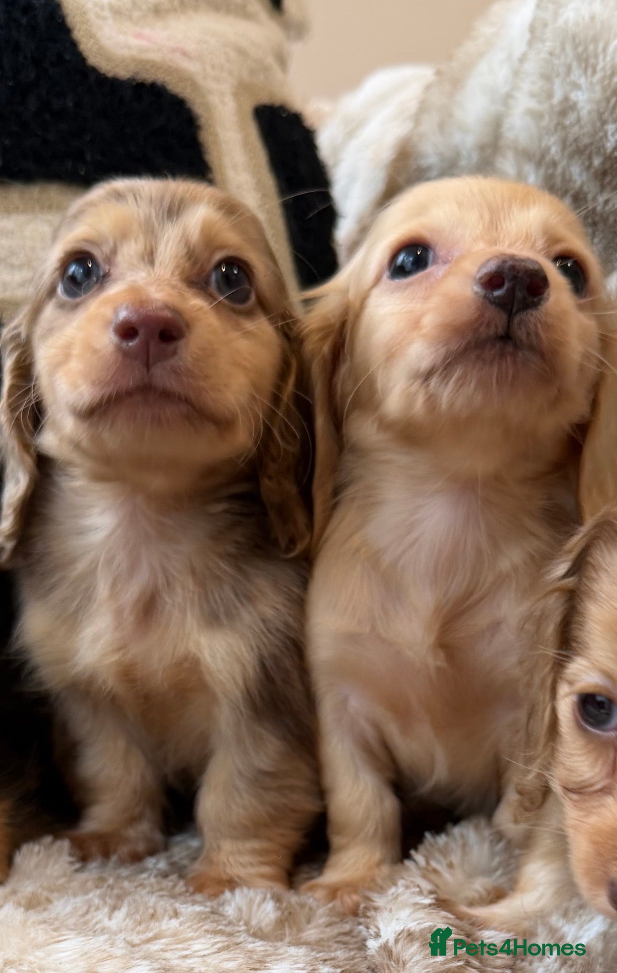 Miniature Dachshund dogs Kanninchen size long Coat Dachshund Puppies - Advert 2