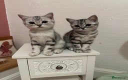 British Shorthair cats for sale: Silver Tabby BSH GCCF registered Kittens - Image 9