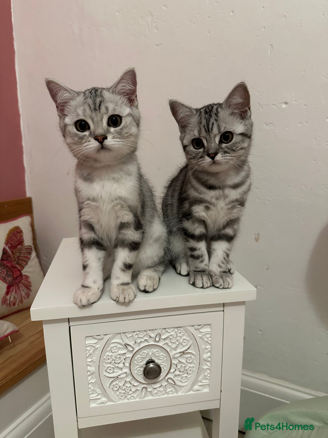 British Shorthair cats for sale: Silver Tabby BSH GCCF registered Kittens - Image 9