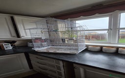 Budgerigars birds for sale: 2 Budgies - Advert 3