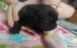 Mixed Breed dogs for sale: Lab x staff pups  - Image 7
