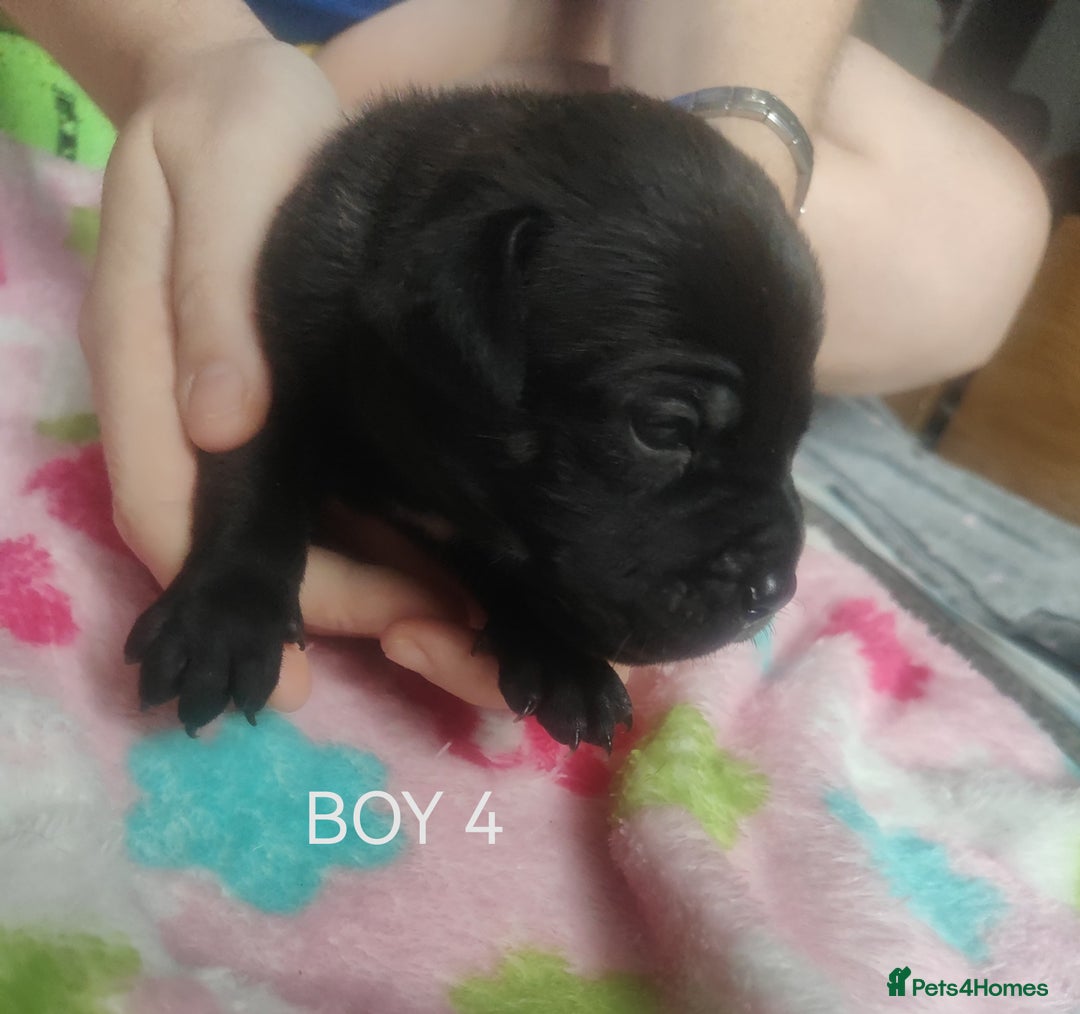 Mixed Breed dogs for sale: Lab x staff pups  - Image 7