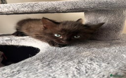 Mixed Breed cats for sale: Mixed Breed Kittens - Image 6