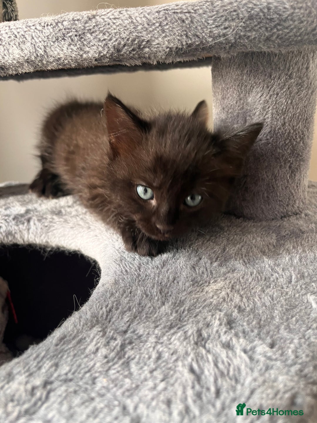 Mixed Breed cats for sale: Mixed Breed Kittens - Image 6