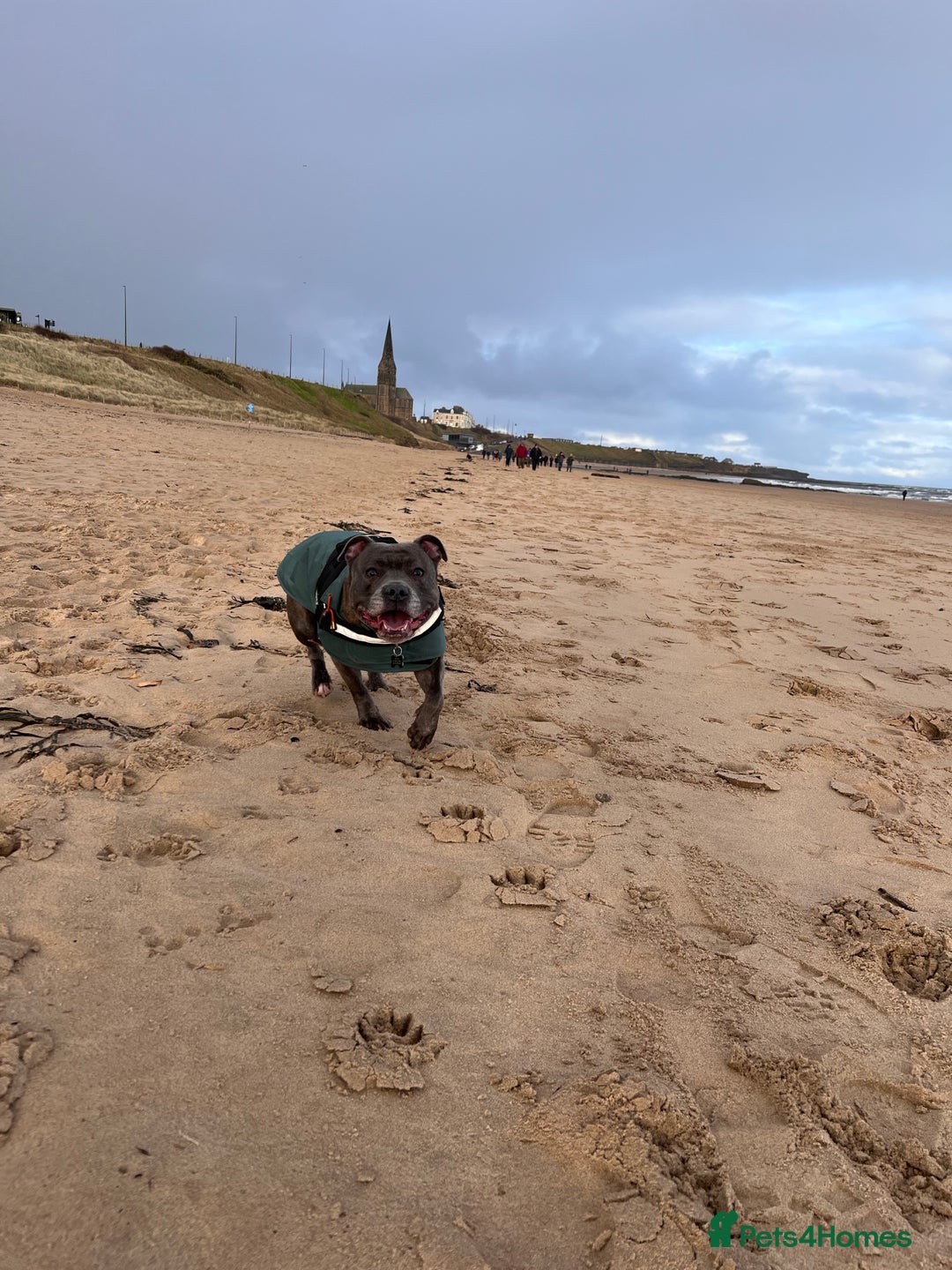 Staffordshire Bull Terrier dogs for sale: Bailey,nearly 5 years old SBT - Image 4