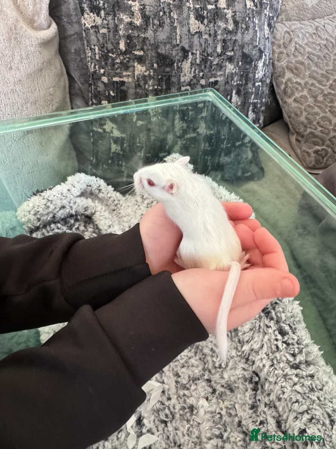 Gerbil rodents for sale: 4 x gerbils  in Christchurch - Advert 2