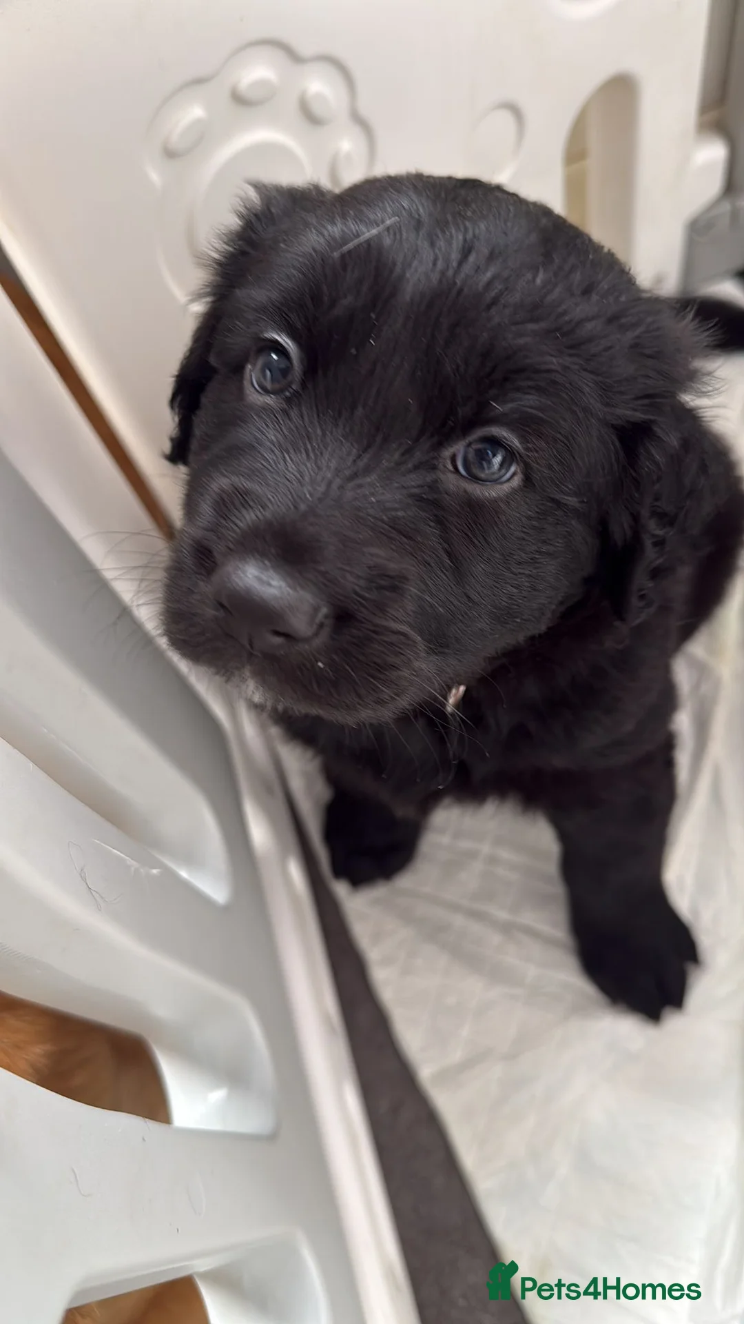 German Shepherd dogs for stud: PROVEN..Beautiful German shepherd for STUD - Advert 2