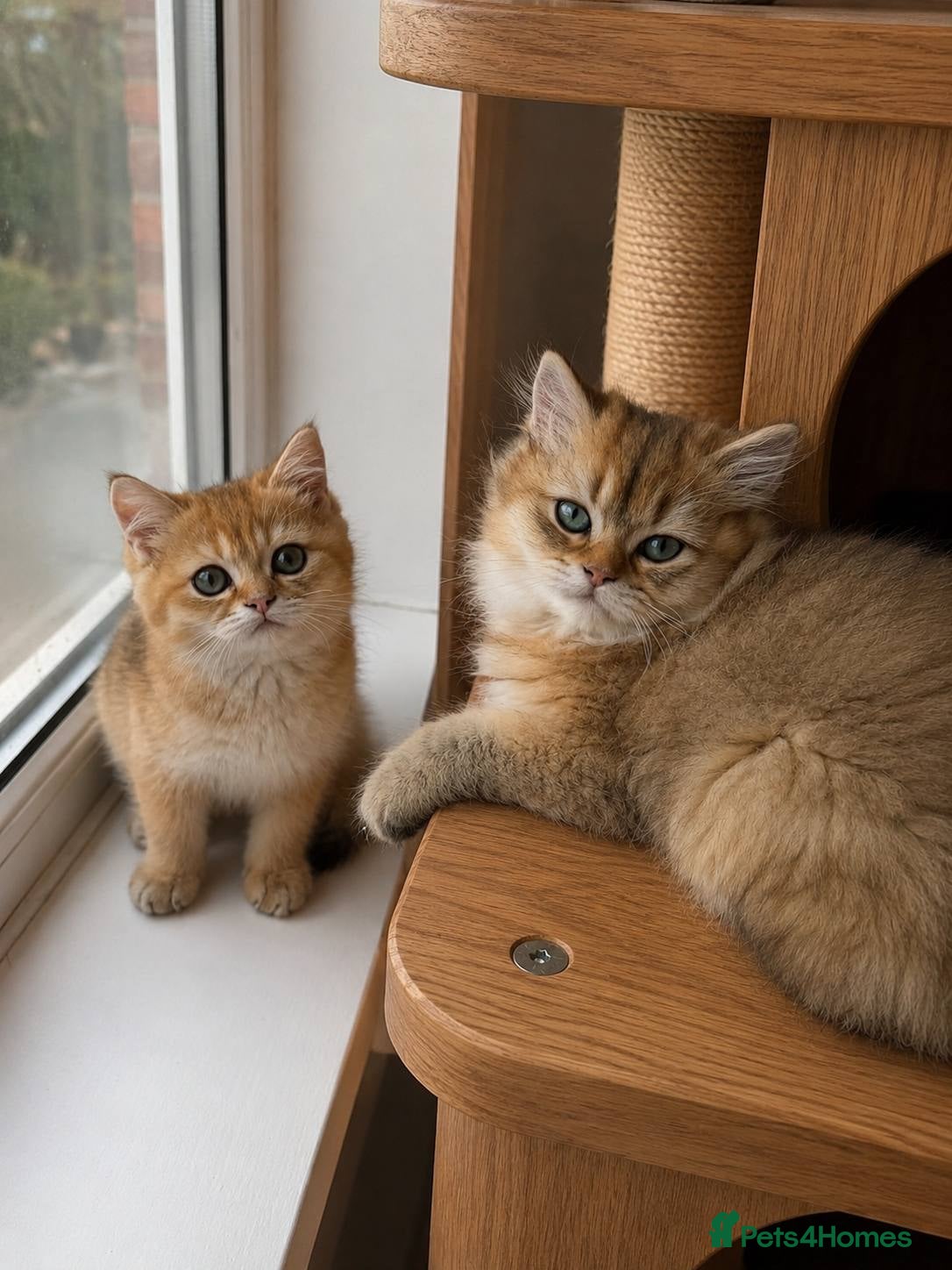 British Longhair cats BSH white 1000£ BLH golden 2000£ vaccinated - Advert 1