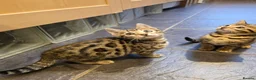 Bengal cats for sale: Outstanding quality Brown rosetted bengal kittens  - Advert 17
