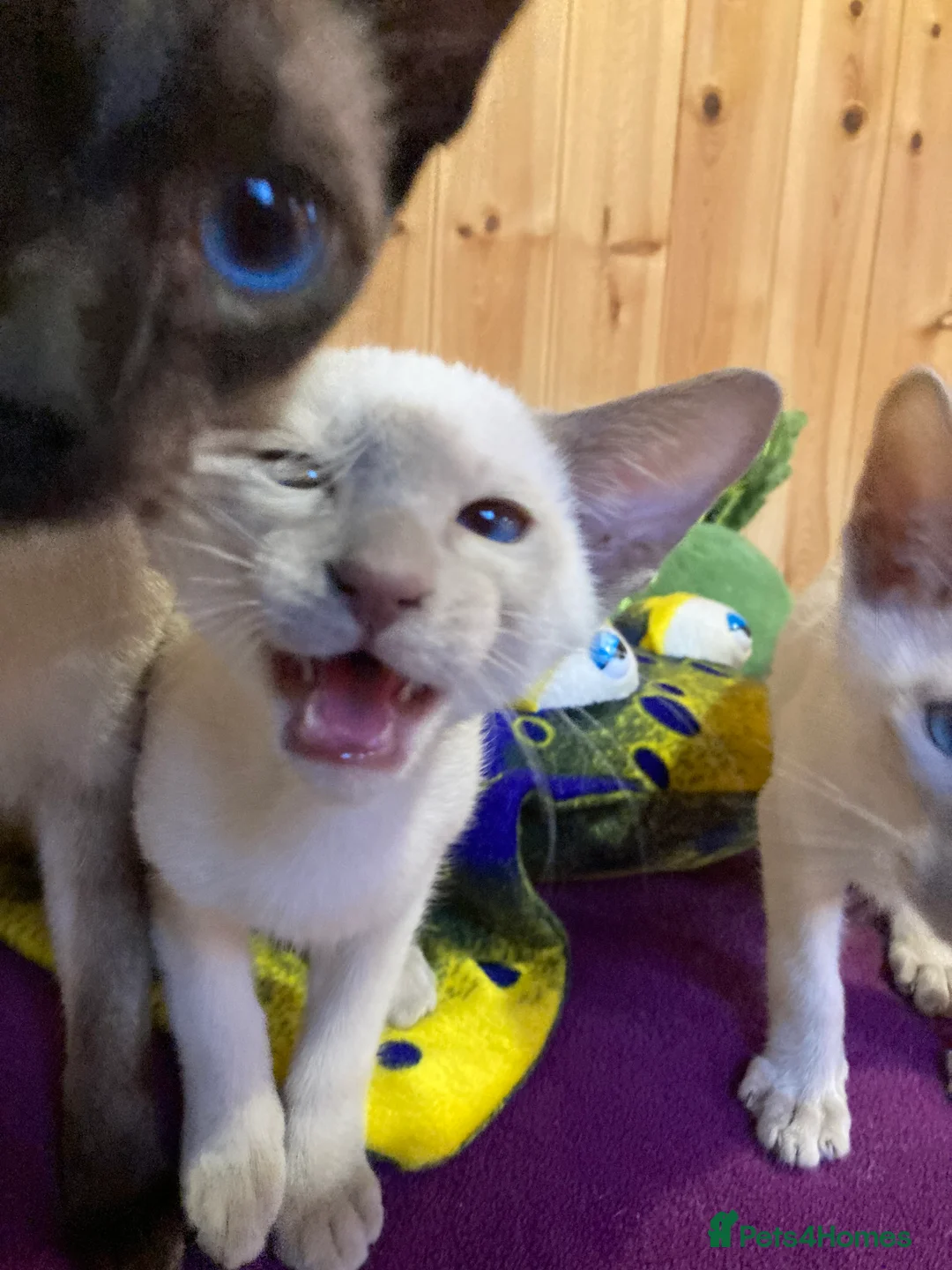 Oriental cats for sale: Oriental boy kittens - Advert 18