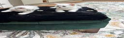 British Shorthair cats for sale: Beautiful British Shorthair Silver Shaded Kittens in Leicester - Advert 7
