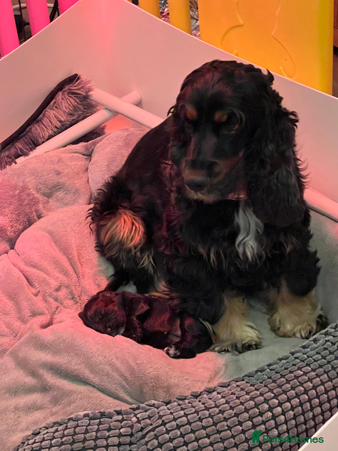 Cocker Spaniel dogs for sale: Adorable cocker spaniel Bitch - Advert 9